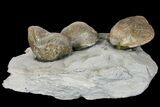 Multiple Fossil Brachiopod (Hebertella) Plate - Kentucky #136606-1